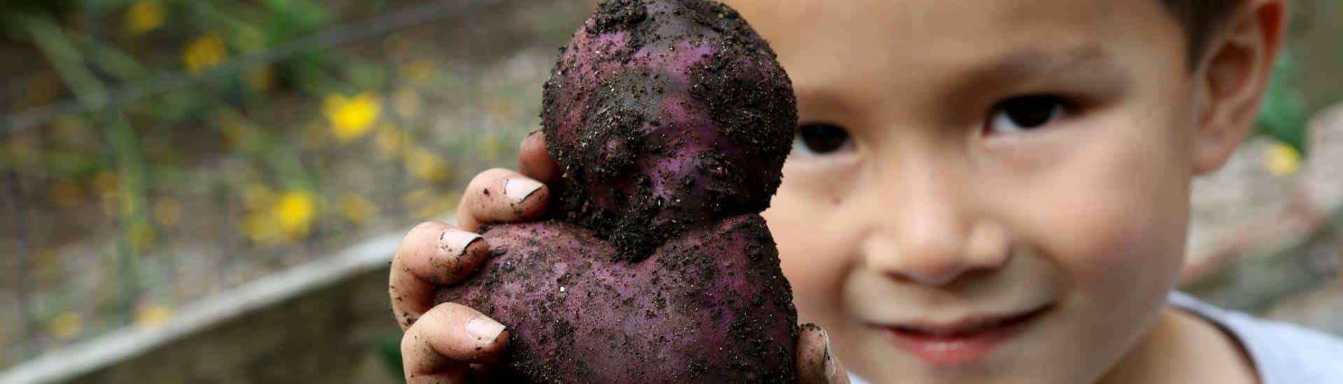 A boy holds up a potato he harvested in the school garden