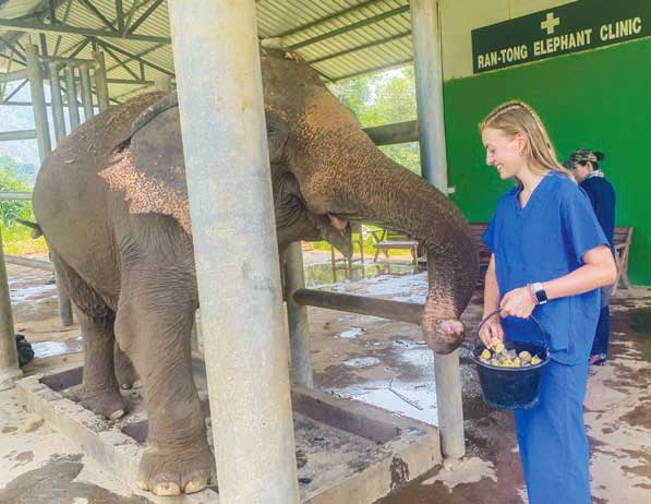 Julia Turissini '16 working with an elephant