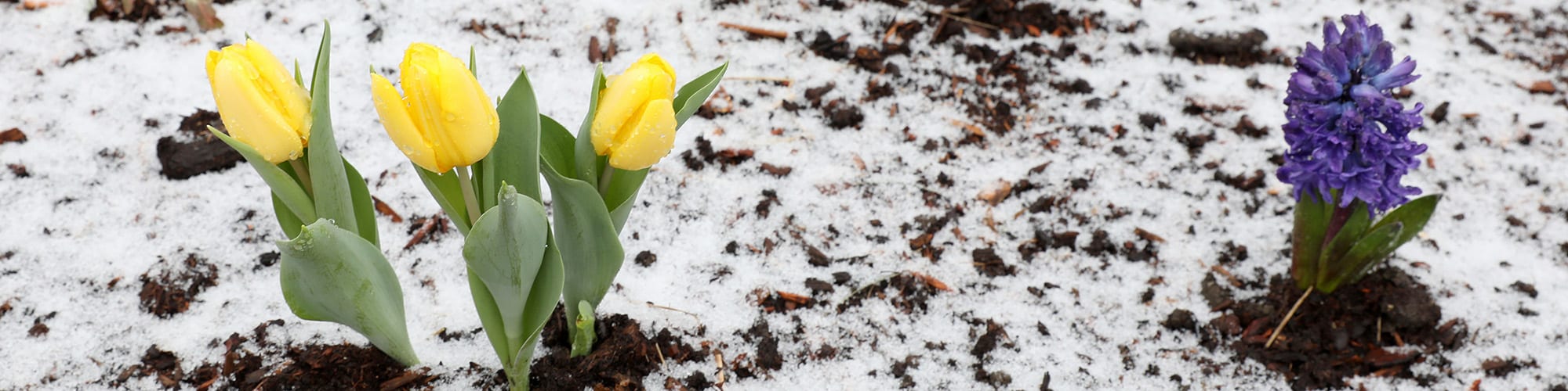 BDS Flowers Snow 03.23.26Hero